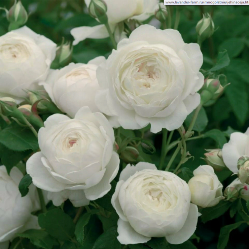 Роза Claire Austin