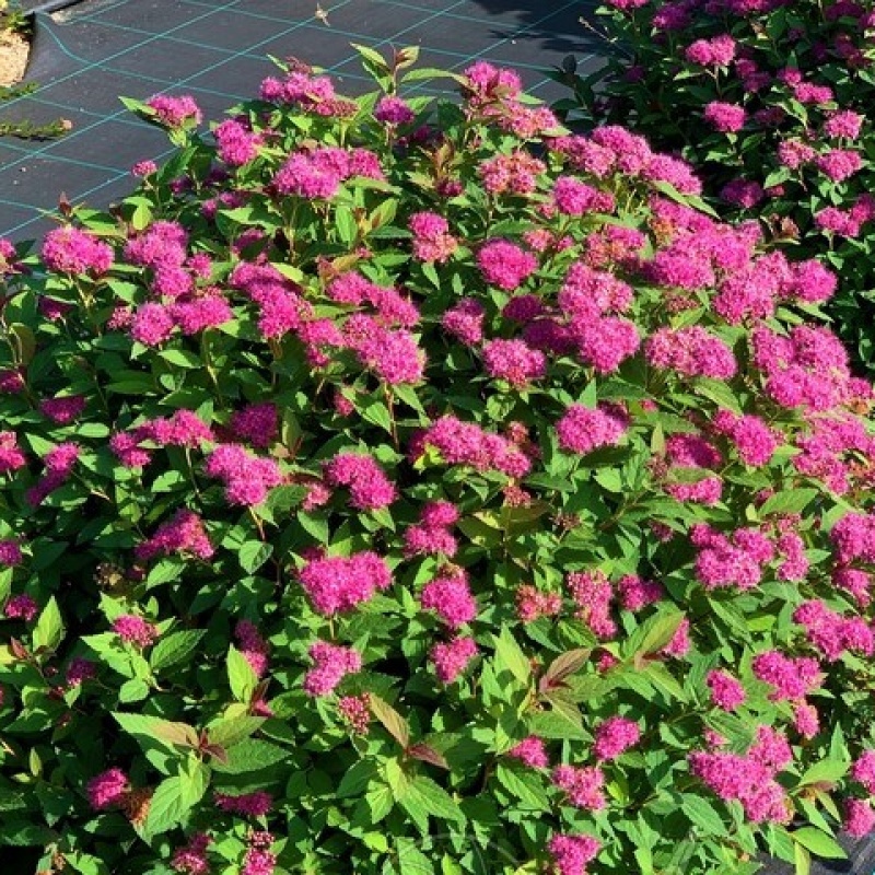 Спирея японская Double Play Artist