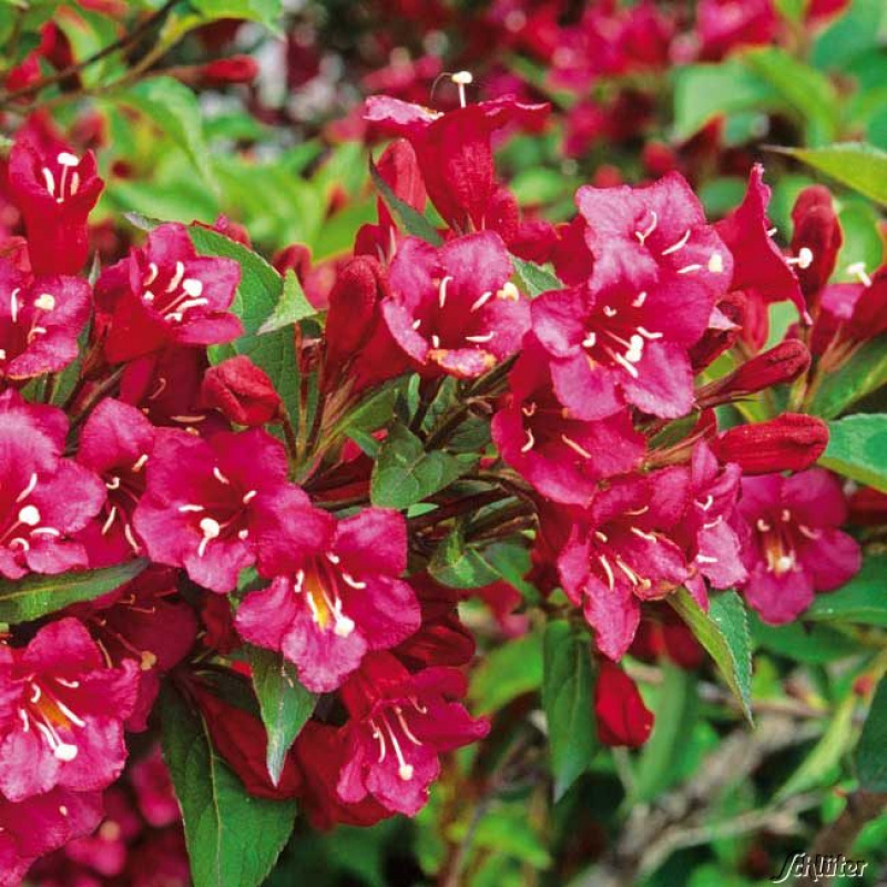 Вейгелa Bristol Ruby