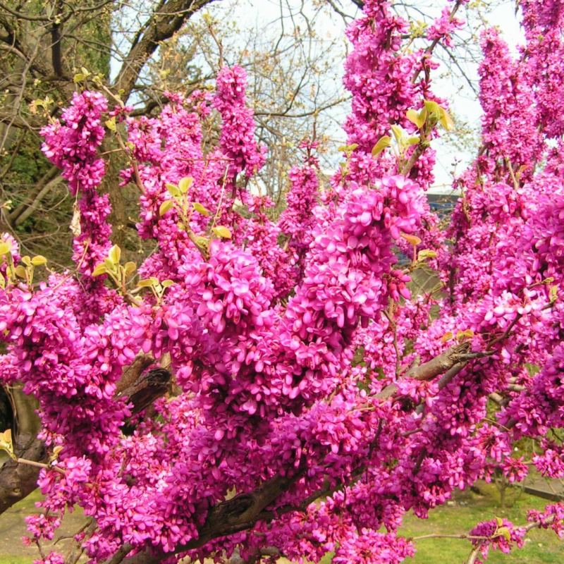 Церцис дерево фото и описание когда цветет