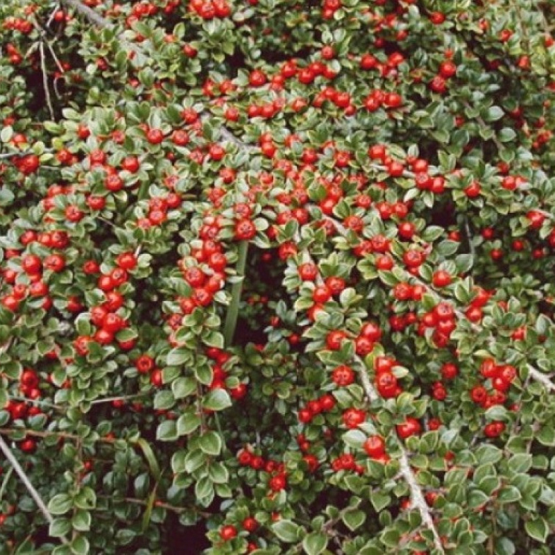 Кизильник горизонтальный Ursynow