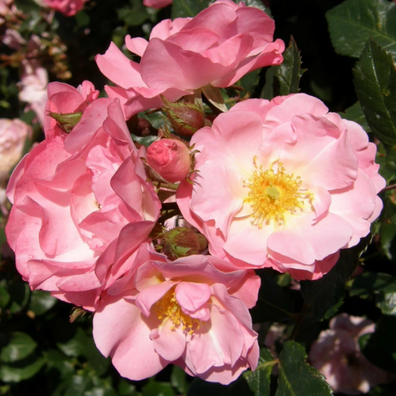 Роза Jacky's Favorite