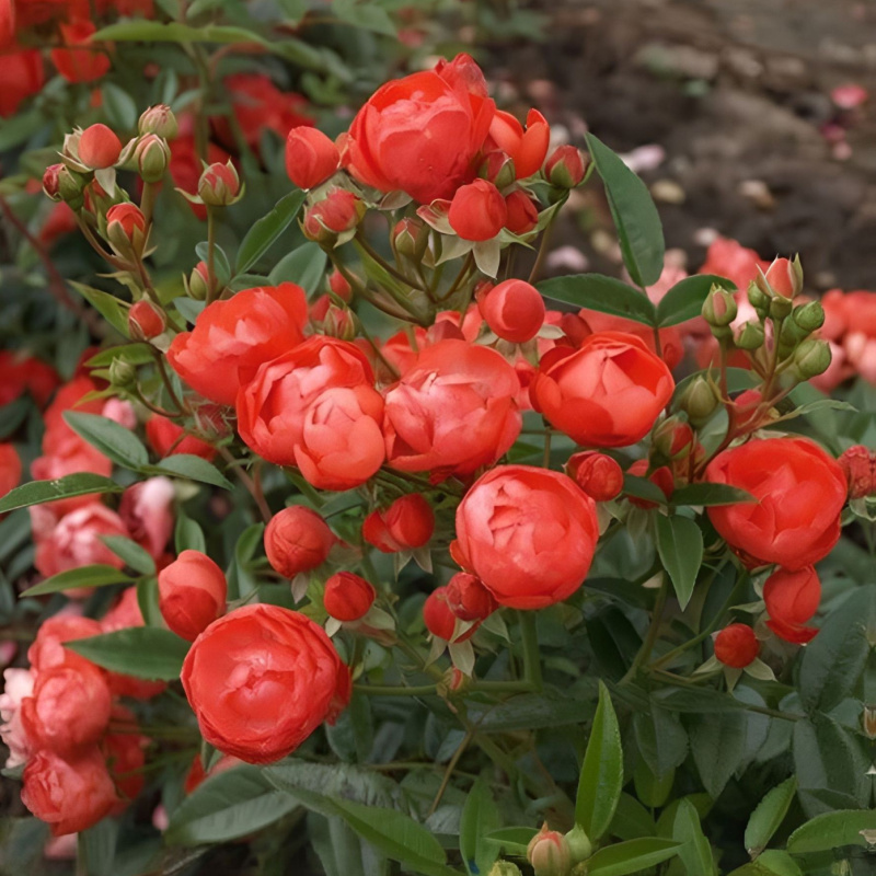 Роза  Morsdagt Red