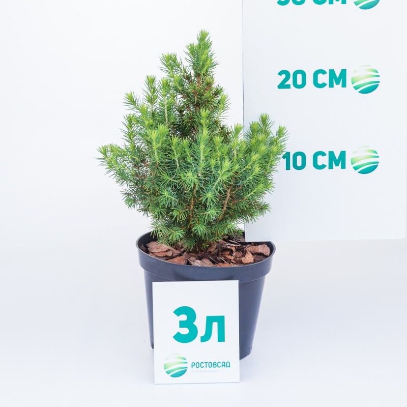 Ель канадская Conica