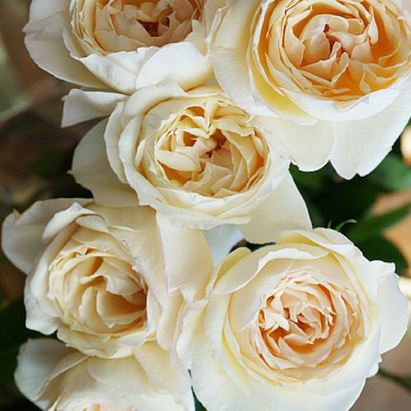 Роза  Ivory yves piaget 