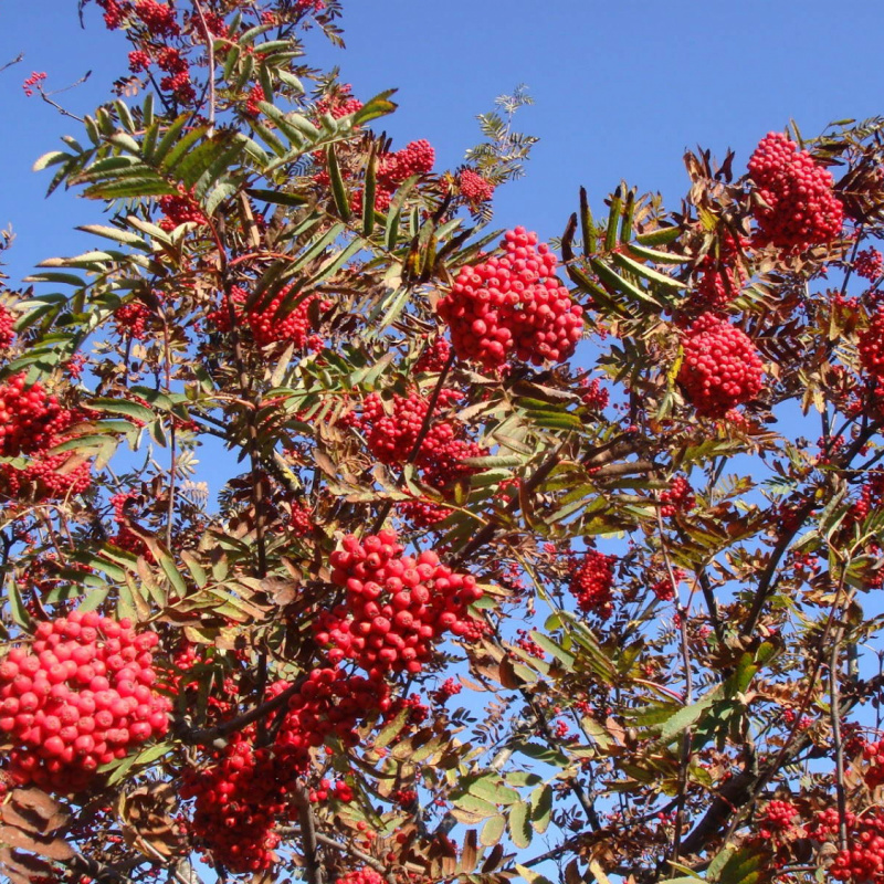 Рябина обыкновенная 