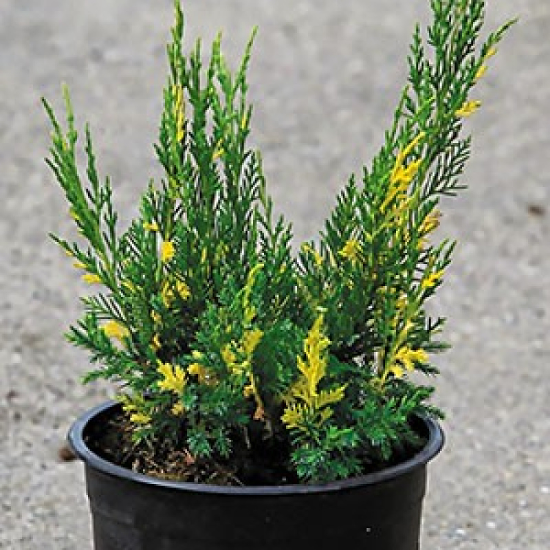 Можжевельник китайский `Блаув Вариегата` ( 'Blaauw Variegata')