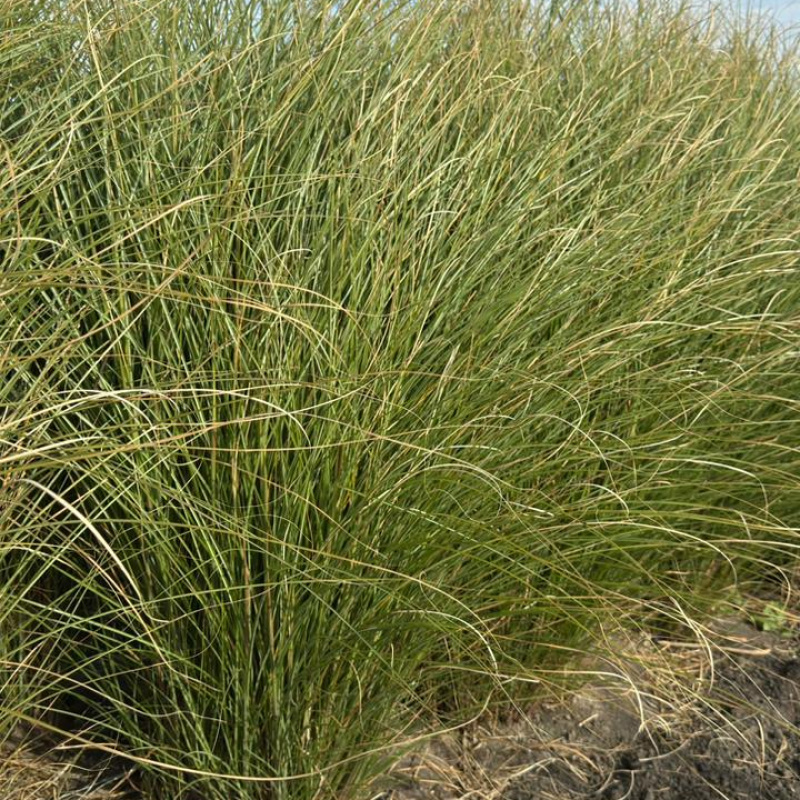 Мискантус китайский Gracillimus