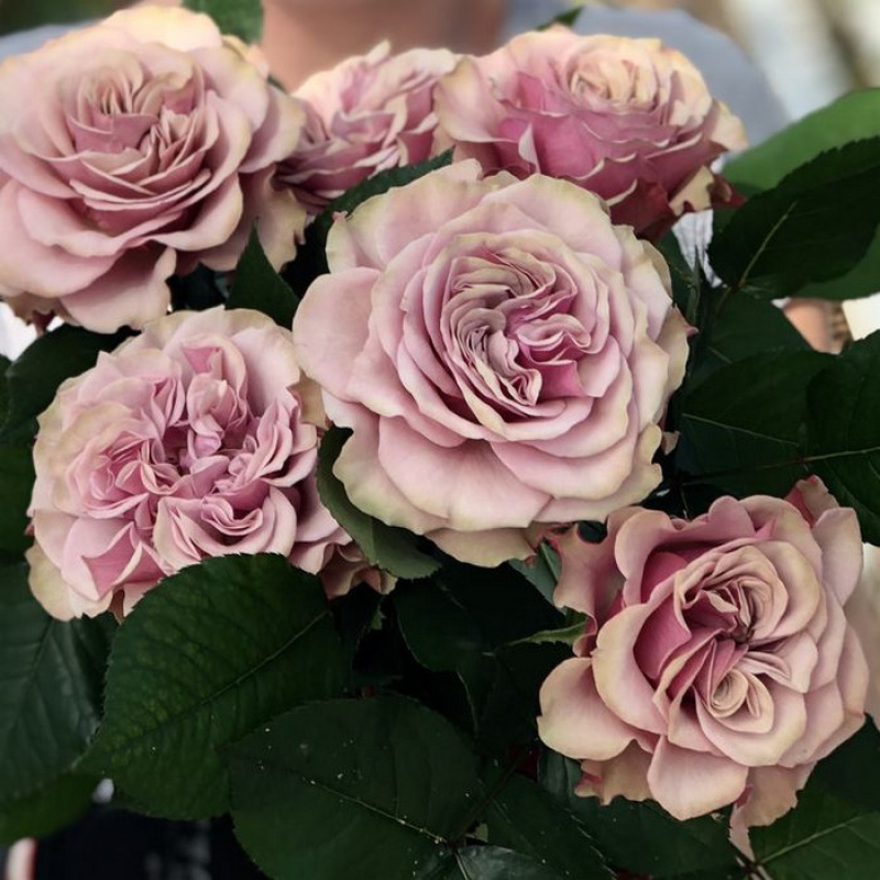 Роза  Bourbon Street