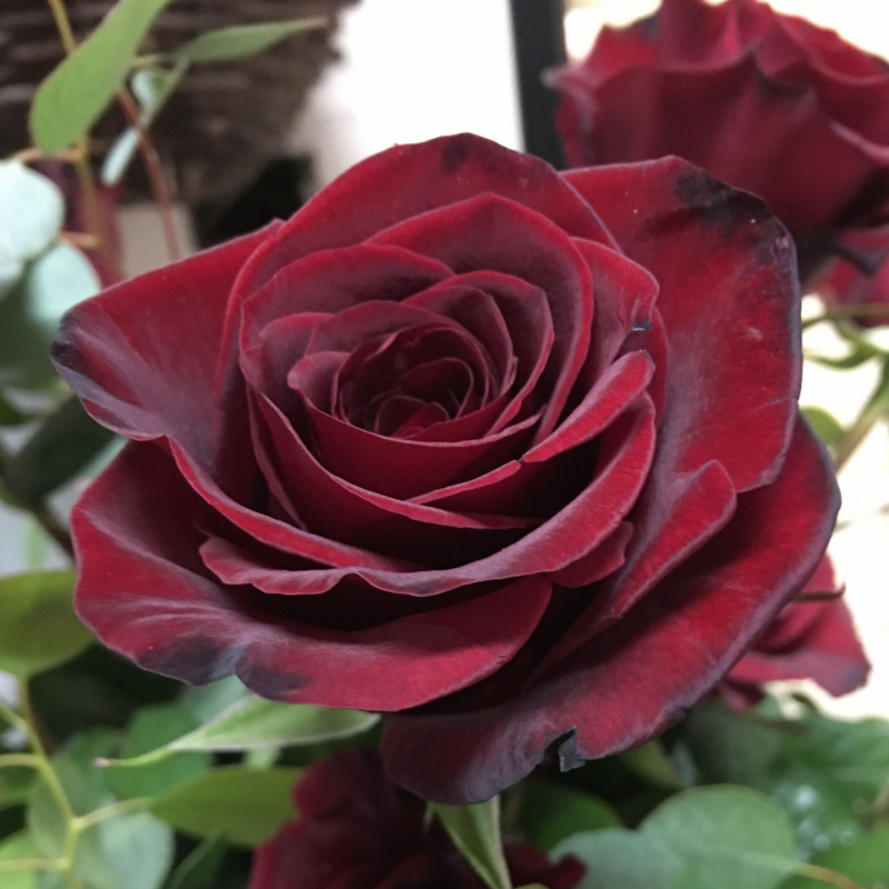 Роза  Black Magic