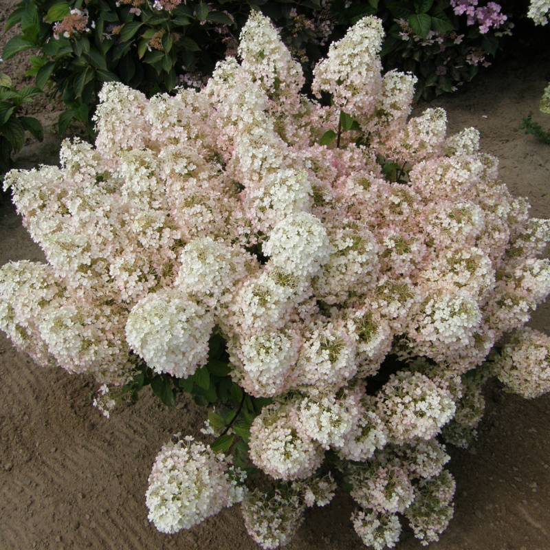 Гортензия метельчатая Bobo