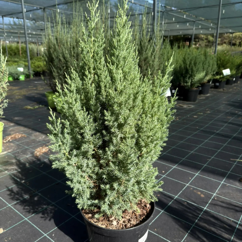 Можжевельник китайский Stricta