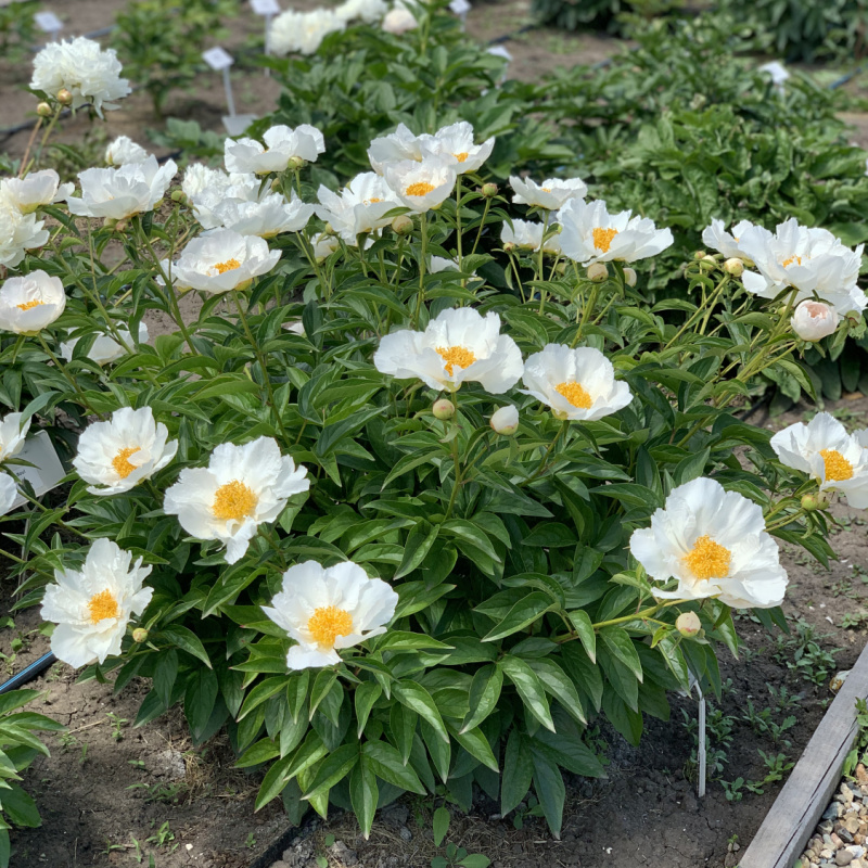 Пион `Krinkled White`