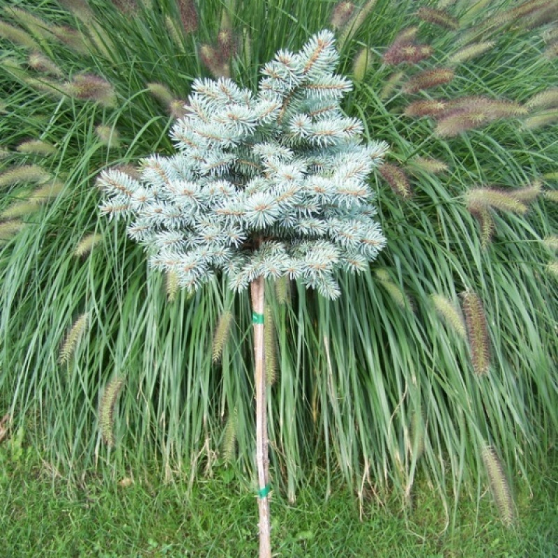 Ель колючая Oliwia