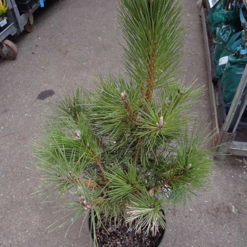 Сосна тунберга Sayonara