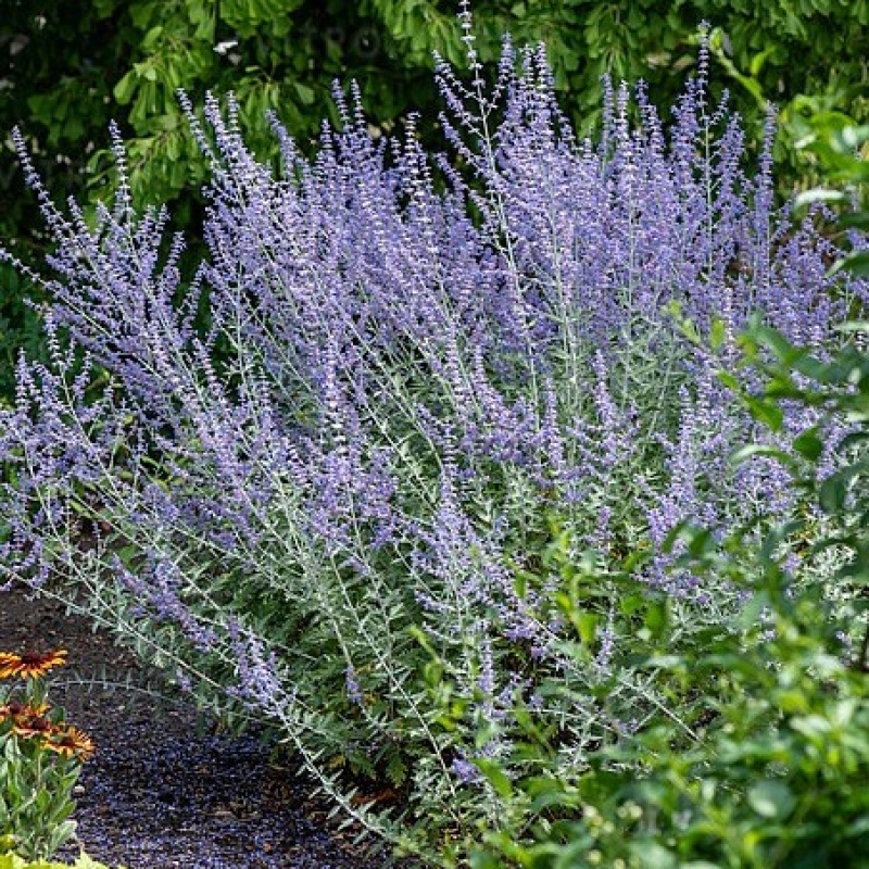 Перовския `Russian Sage`