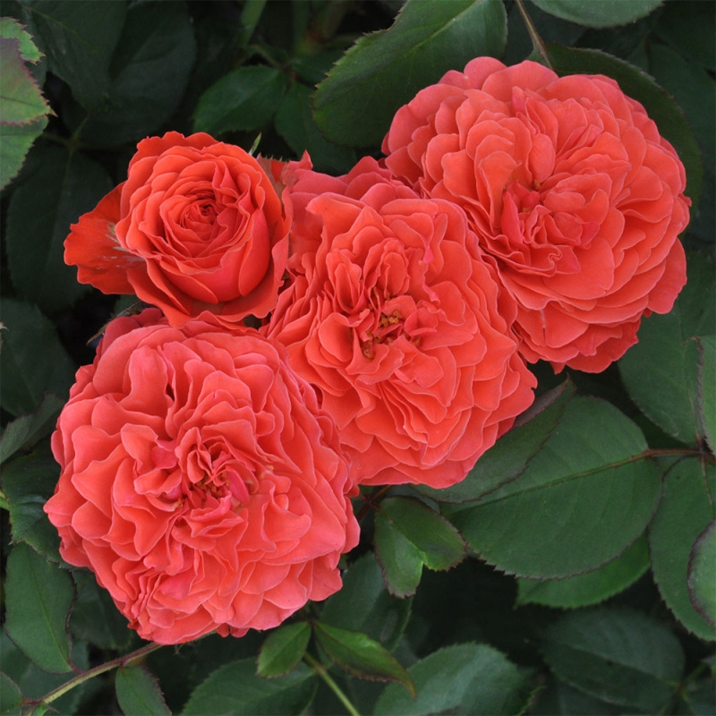 Роза Lady of  Belgrade