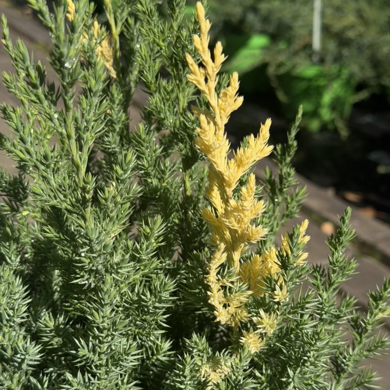 Можжевельник китайский Stricta Аurea