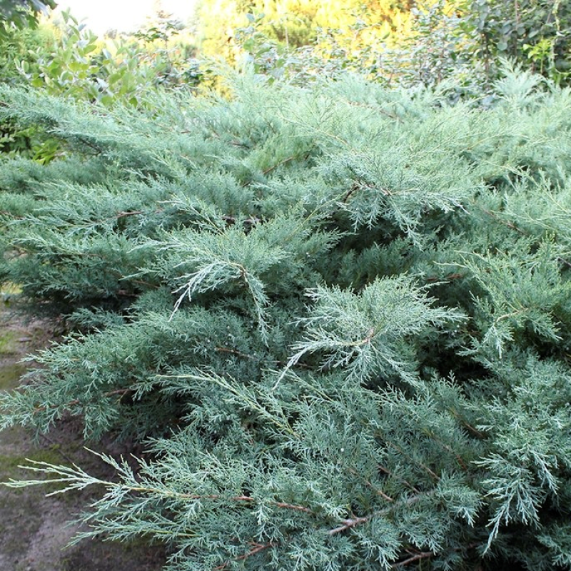 Можжевельник средний `Pfitzeriana Glauca` 