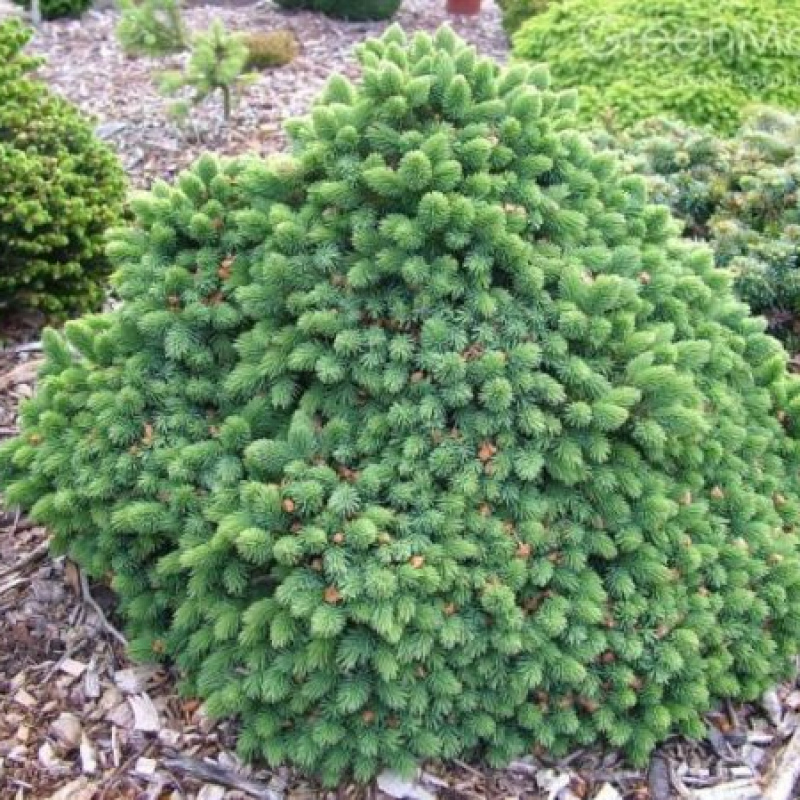 Ель канадская `Echiniformis`