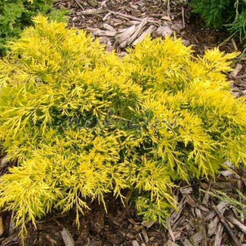 Можжевельник средний King of Spring