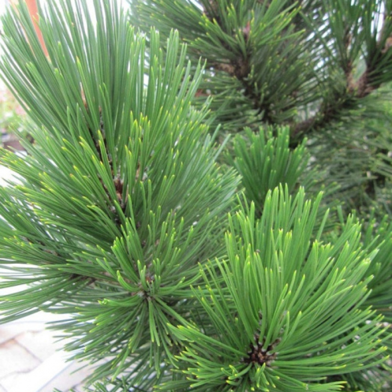 Сосна белокорая Little Dracula