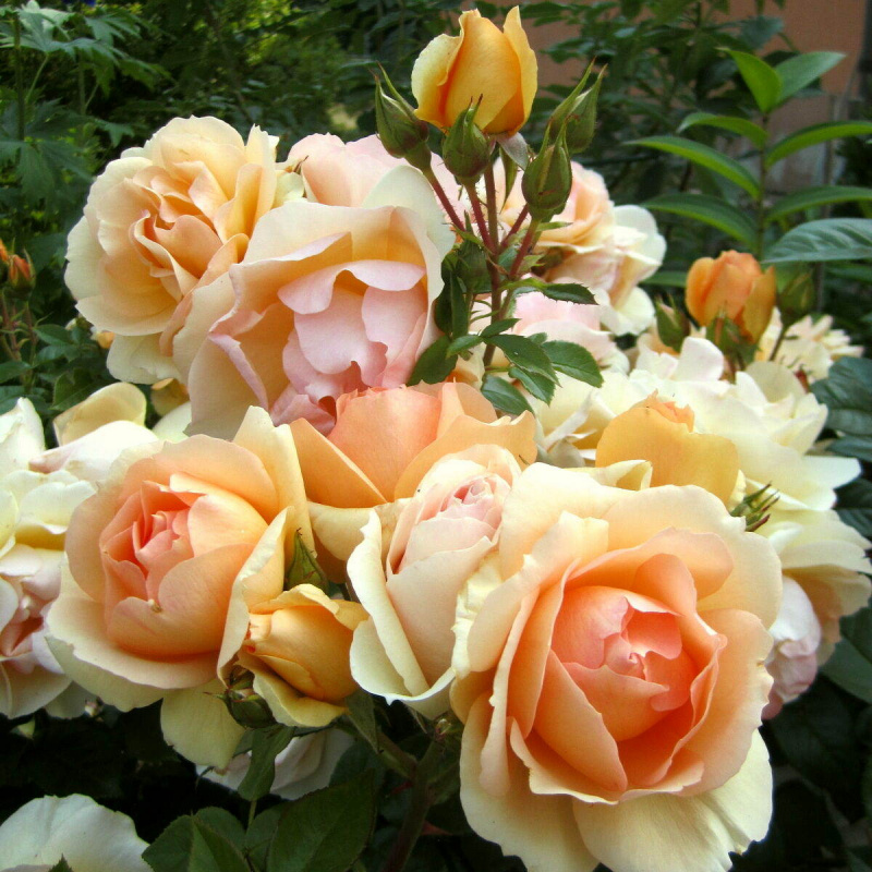 Роза Hansestadt Rostock