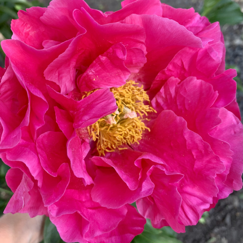 Пион `Paula Fay`