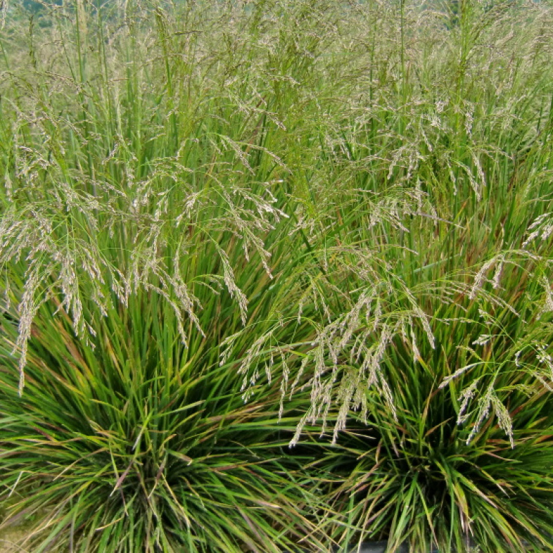 Луговик дернистый Goldtau