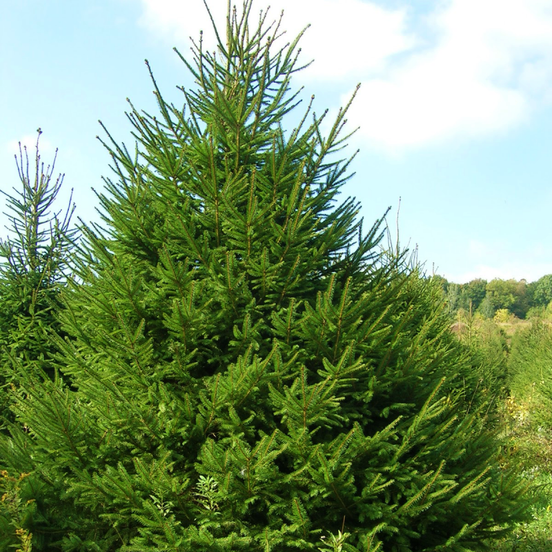 Ель обыкновенная 