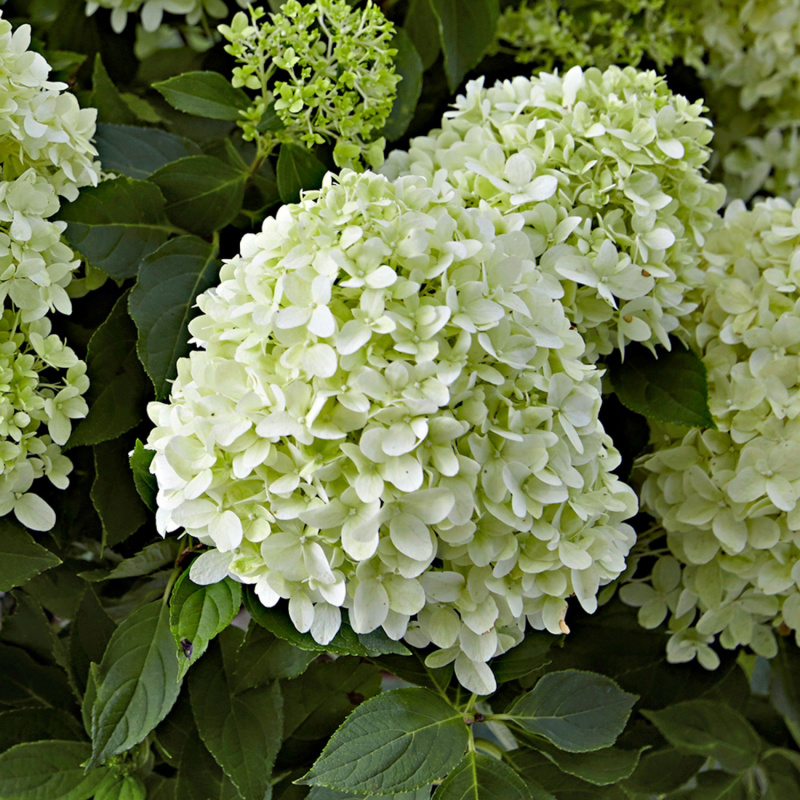 Гортензия метельчатая Little Spooky