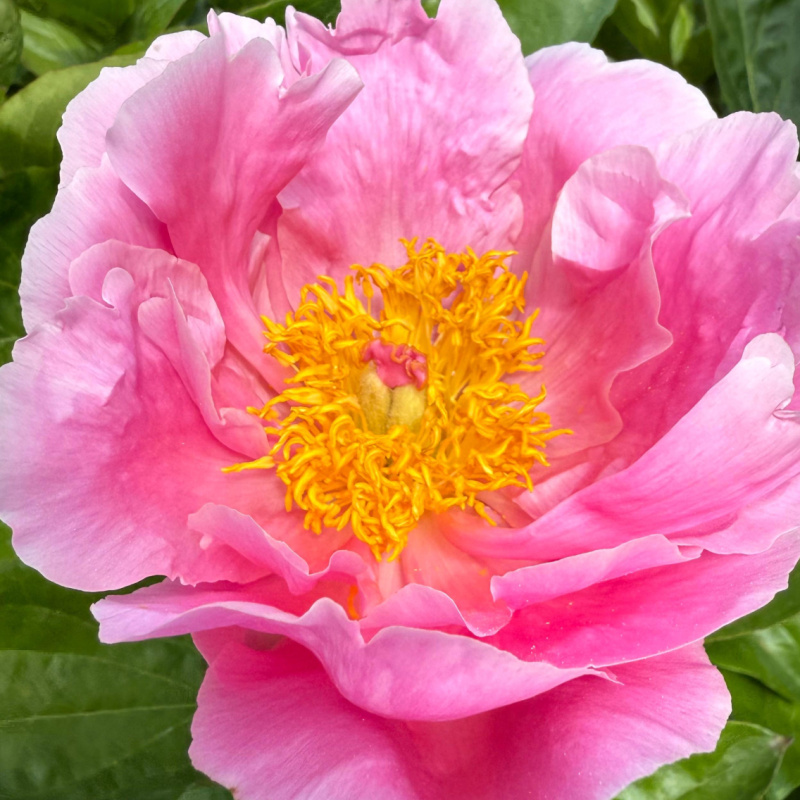 Пион `Pink Bubbles`