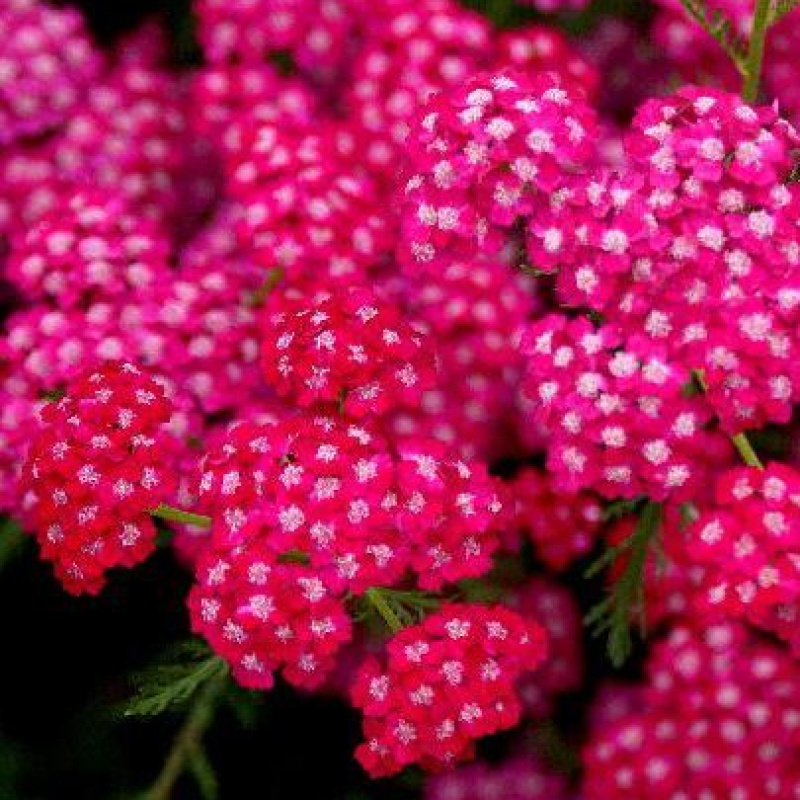 Тысячелистник `Cerise Queen`