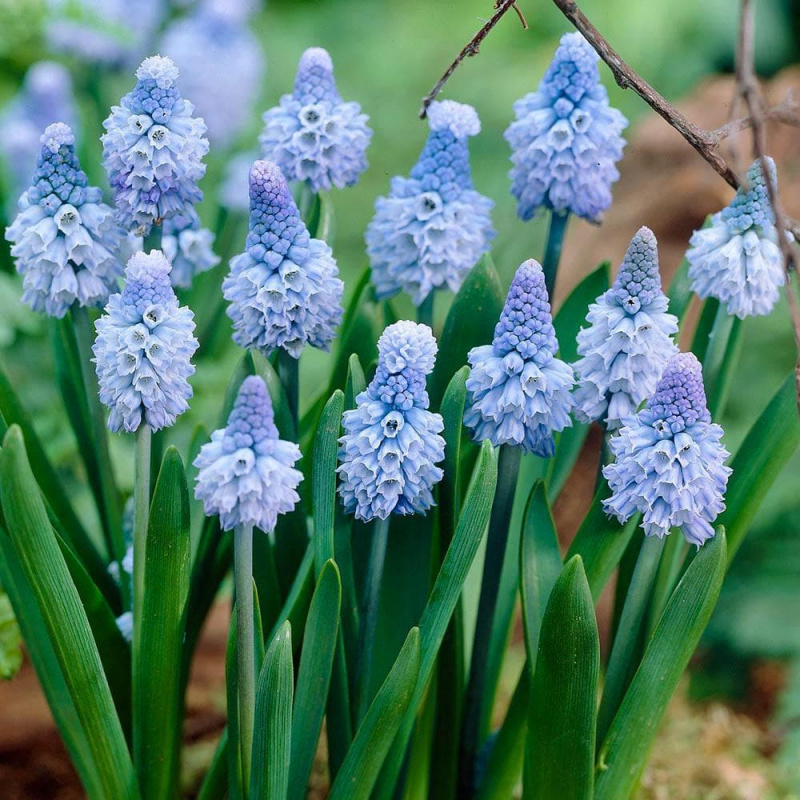 Мускари latifolium