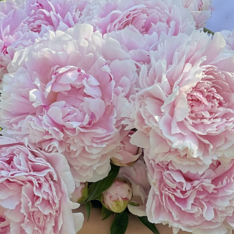 Пион `Sarah Bernhardt`