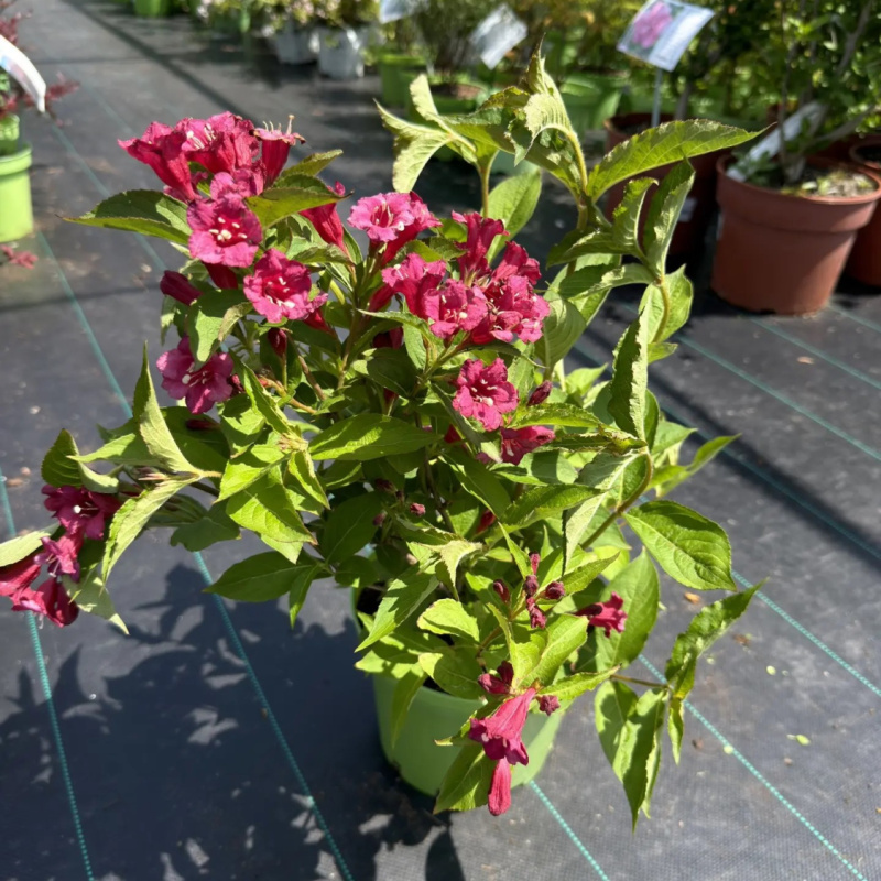 Вейгелa Bristol Ruby