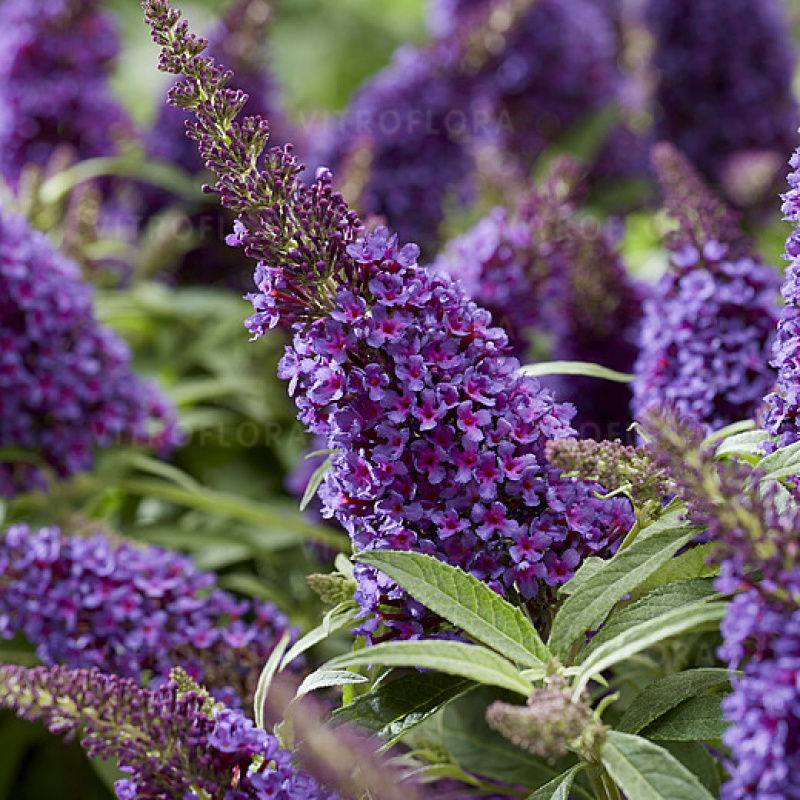 Буддлея давида `Butterfly Candy Little Purple`