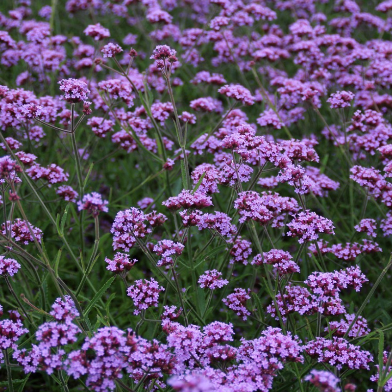 Вербена бонарская 