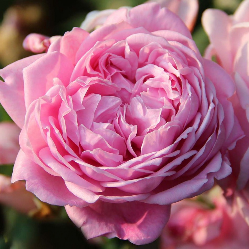 Роза Spirit of Freedom 