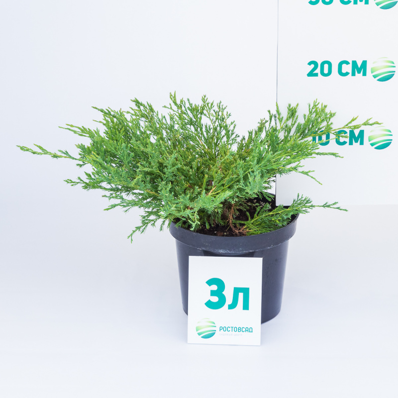 Можжевельник горизонтальный Andorra Сompacta