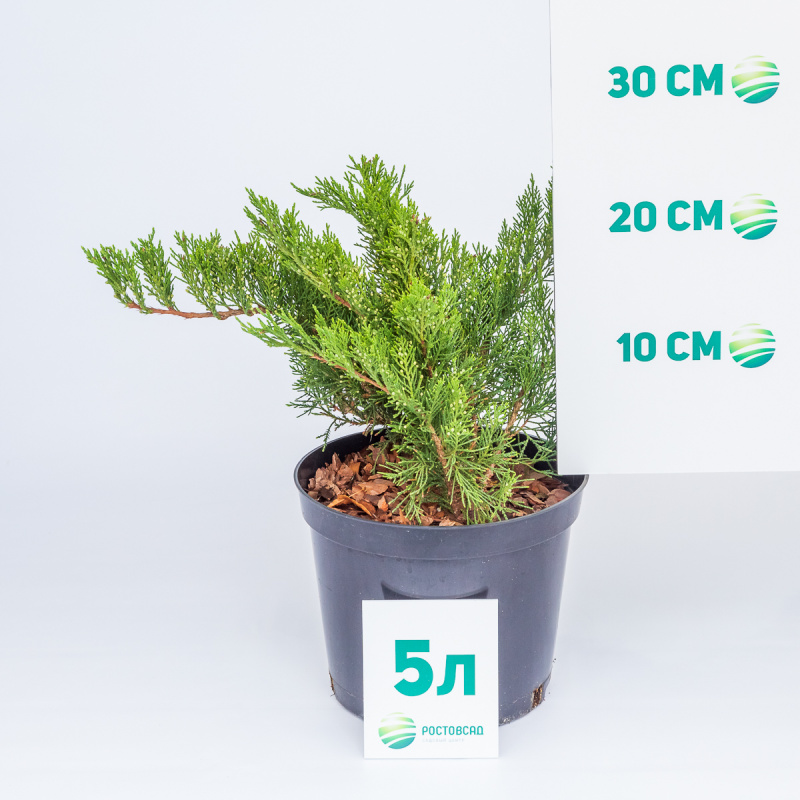 Можжевельник казацкий Tamariscifolia