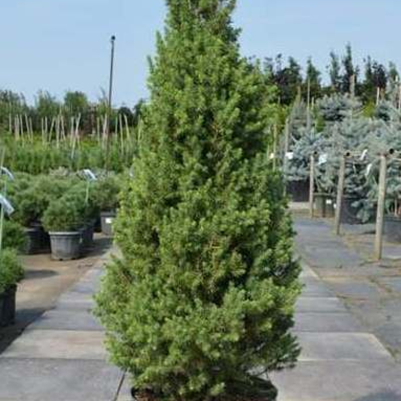 Ель канадская  Perfecta  