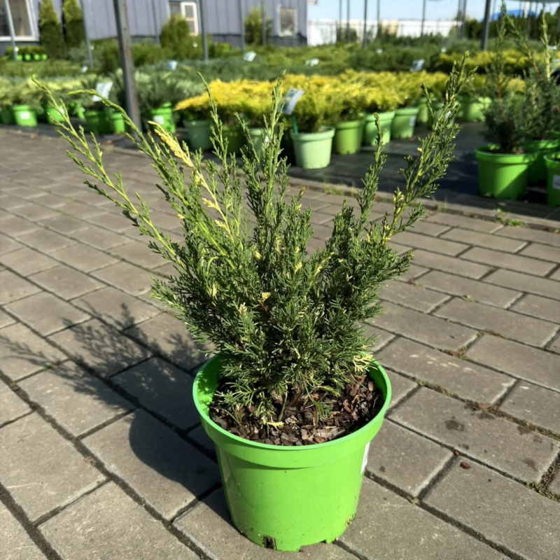 Можжевельник китайский  Blaauw Variegata