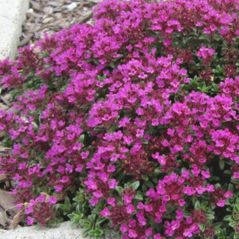 Тимьян (Чабрец) ранний `Creeping Red`