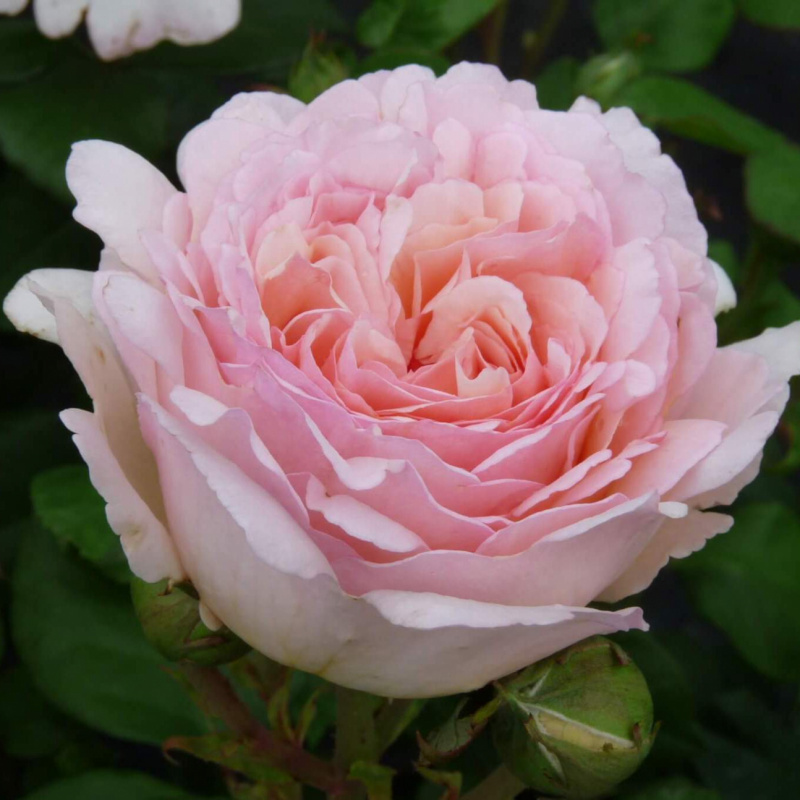 Роза  Princesse  Charlene de Monaco