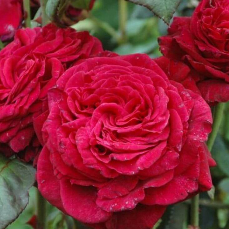 Роза Des 4 Vents