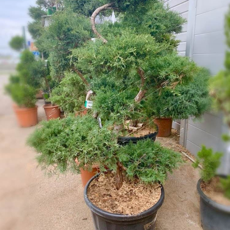 БОНСАЙ Можжевельник вергинский Grey Owl