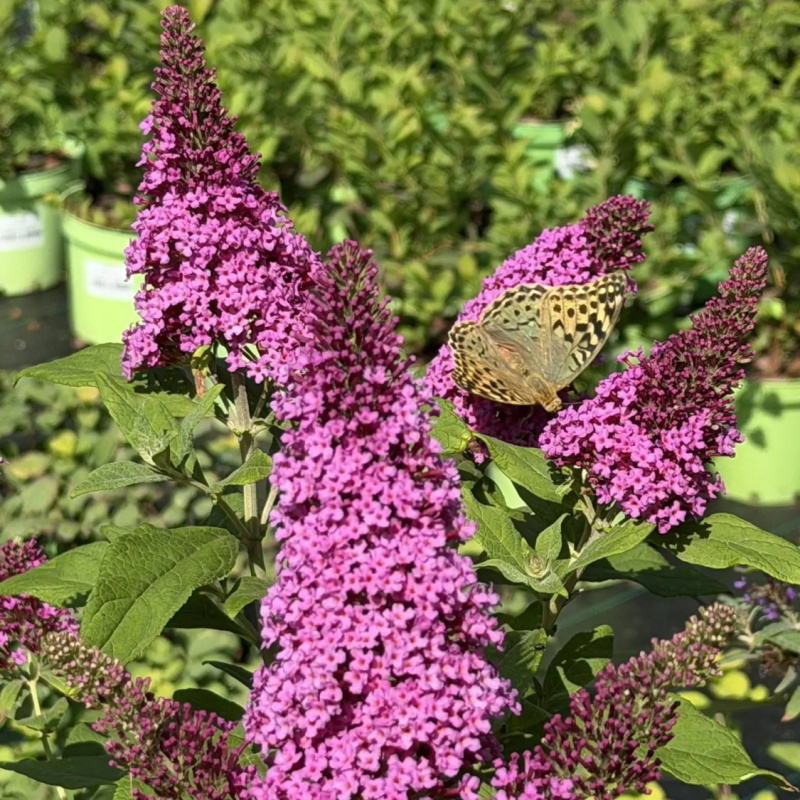 Буддлея давида `Butterfly Candy Little Cerise`