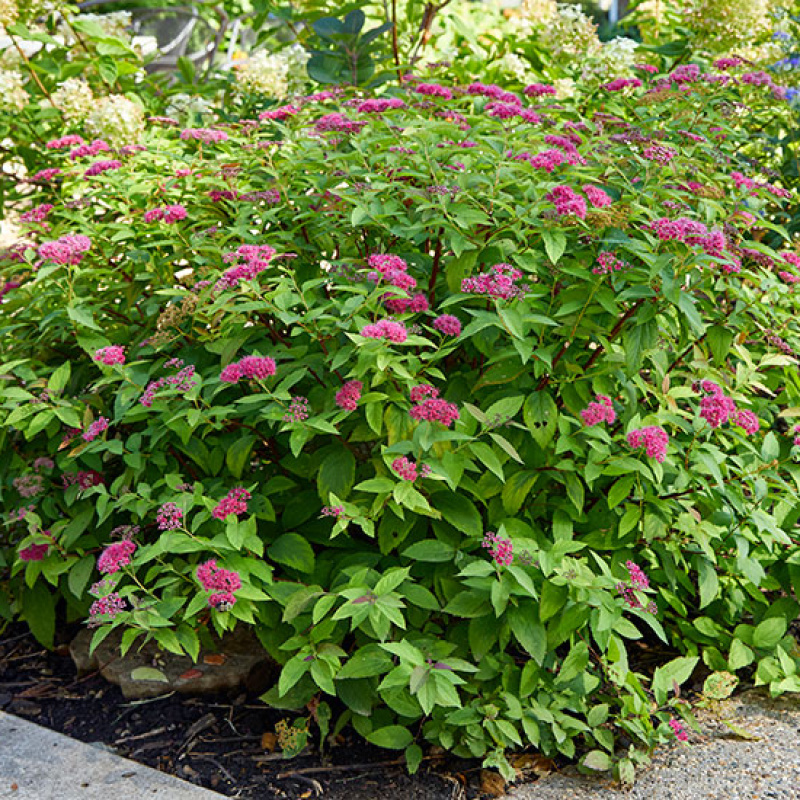 Спирея японская Double Play Artist