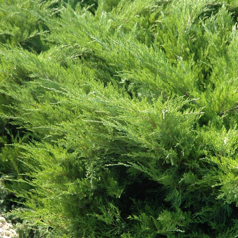 Можжевельник средний Mint Julеp